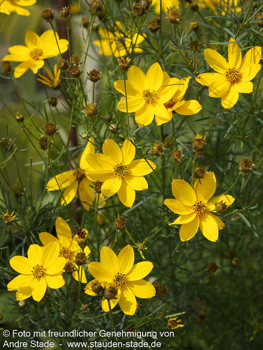Quirlblättriges Mädchenauge (Coreopsis verticillata)