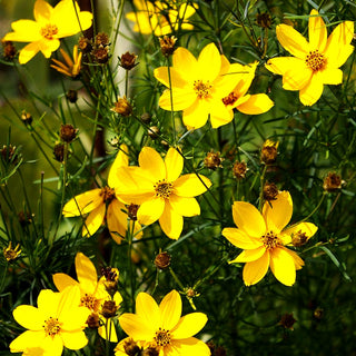 Quirlblättriges Mädchenauge (Coreopsis verticillata)