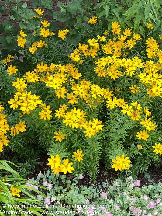 Quirlblättriges Mädchenauge 'Johannes' (Coreopsis x cult.)