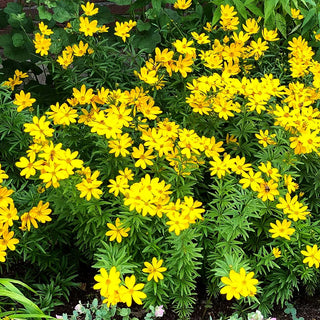 Quirlblättriges Mädchenauge 'Johannes' (Coreopsis x cult.)