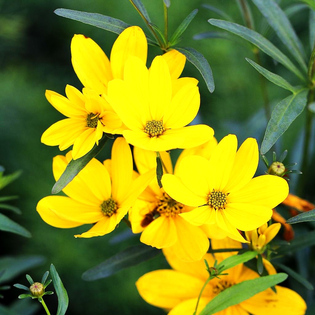 Quirlblättriges Mädchenauge 'Johannes' (Coreopsis x cult.)