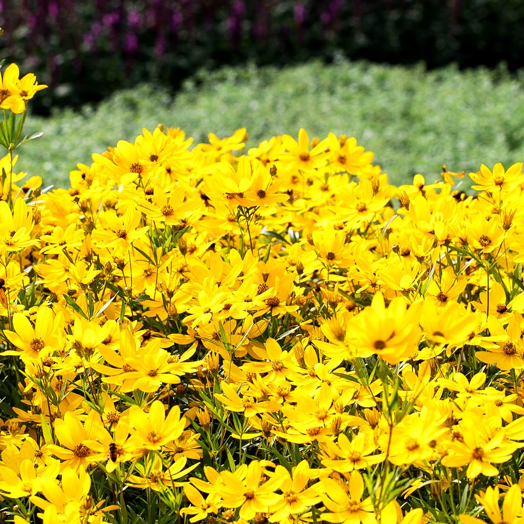 Quirlblättriges Mädchenauge 'Johannes' (Coreopsis x cult.)