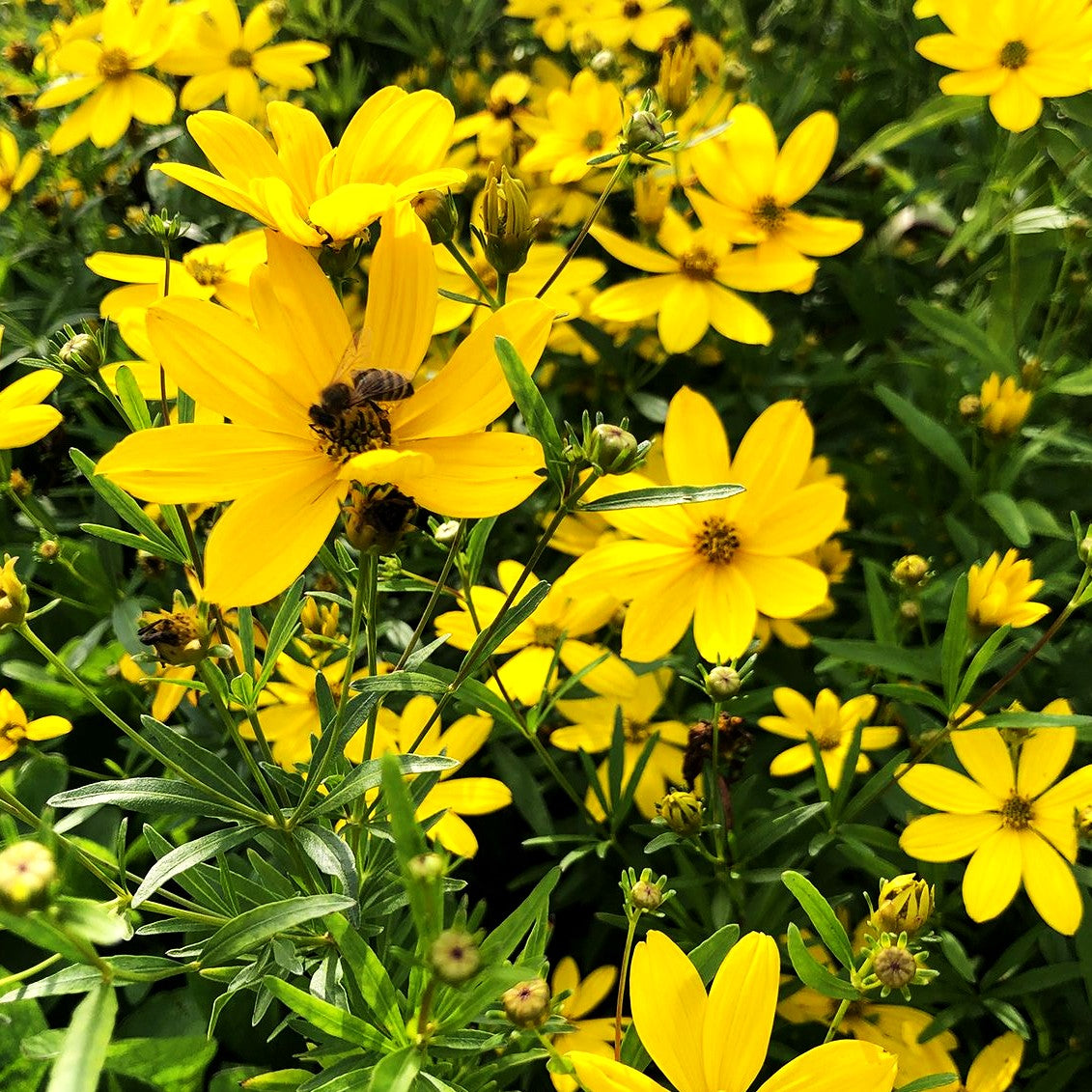 Quirlblättriges Mädchenauge 'Johannes' (Coreopsis x cult.)