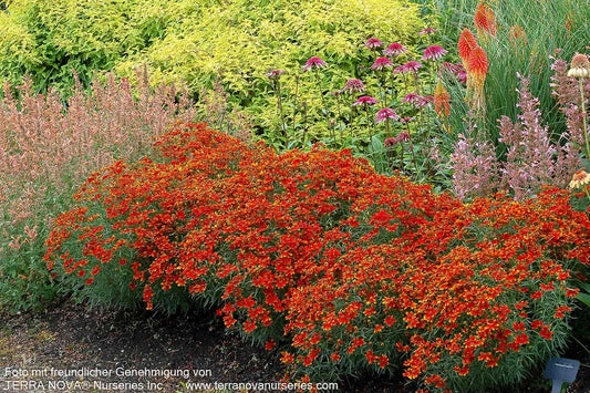 Quirlblättriges Mädchenauge 'Ladybird' (Coreopsis verticillata)