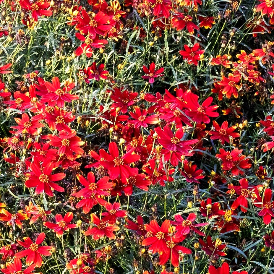 Quirlblättriges Mädchenauge 'Ladybird' (Coreopsis verticillata)