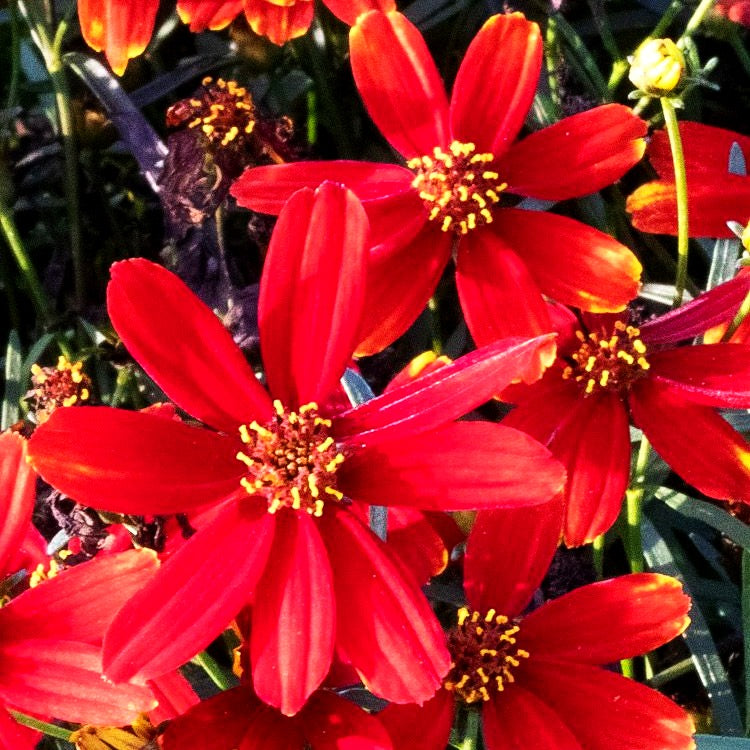 Quirlblättriges Mädchenauge 'Ladybird' (Coreopsis verticillata)
