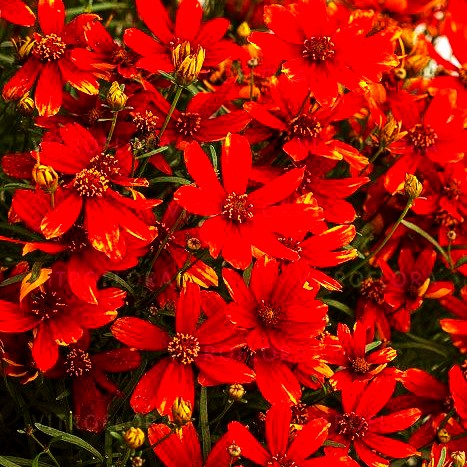 Quirlblättriges Mädchenauge 'Ladybird' (Coreopsis verticillata)