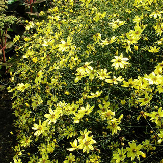 Quirlblättriges Mädchenauge 'Moonbeam' (Coreopsis verticillata)