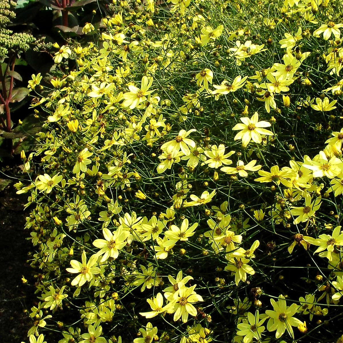 Quirlblättriges Mädchenauge 'Moonbeam' (Coreopsis verticillata)