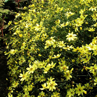 Quirlblättriges Mädchenauge 'Moonbeam' (Coreopsis verticillata)