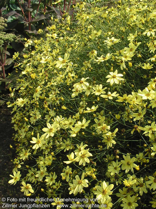 Quirlblättriges Mädchenauge 'Moonbeam' (Coreopsis verticillata)