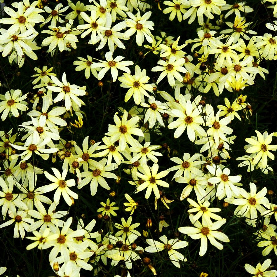 Quirlblättriges Mädchenauge 'Moonbeam' (Coreopsis verticillata)