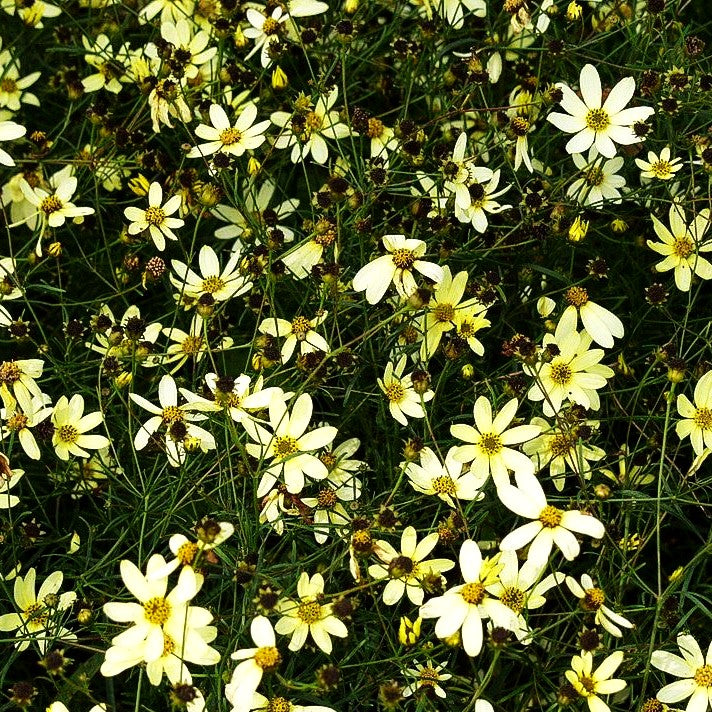 Quirlblättriges Mädchenauge 'Moonbeam' (Coreopsis verticillata)