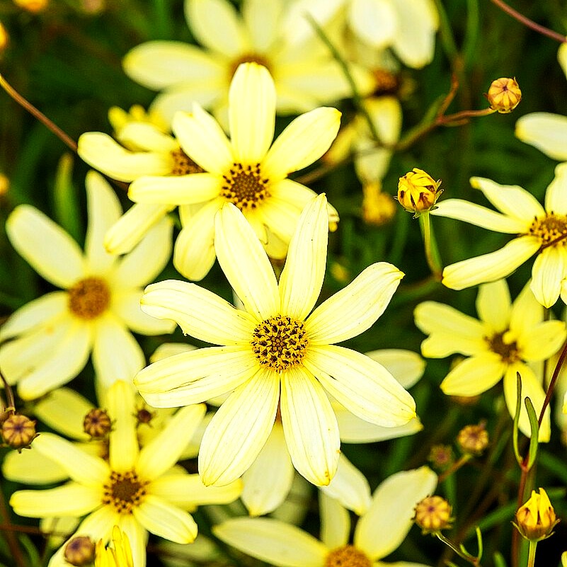 Quirlblättriges Mädchenauge 'Moonbeam' (Coreopsis verticillata)