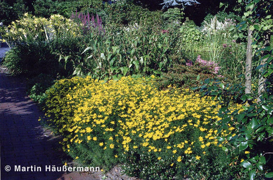 Quirlblättriges Mädchenauge 'Zagreb' (Coreopsis verticillata)