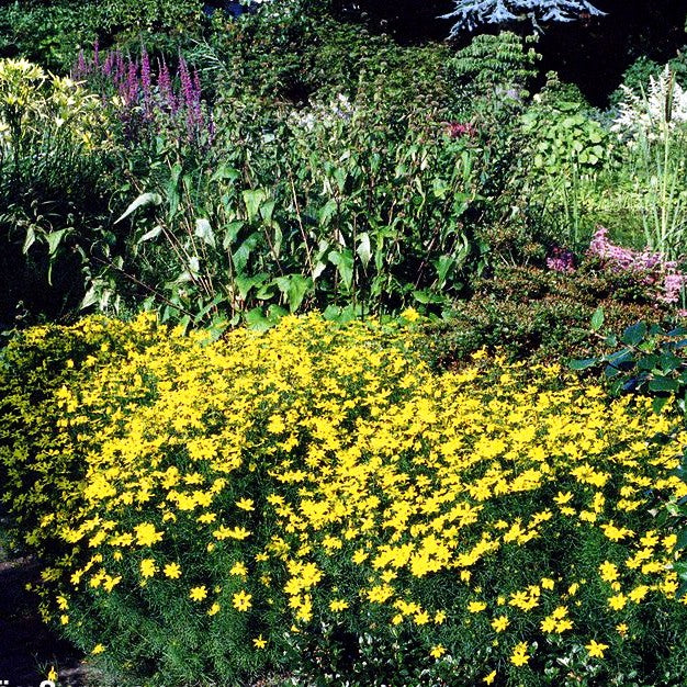 Quirlblättriges Mädchenauge 'Zagreb' (Coreopsis verticillata)