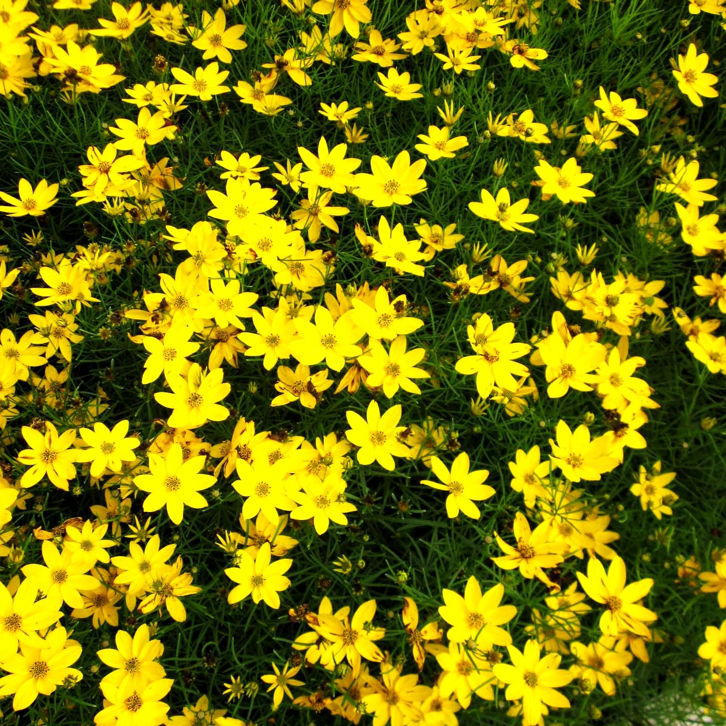 Quirlblättriges Mädchenauge 'Zagreb' (Coreopsis verticillata)