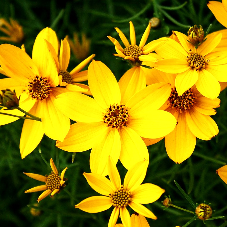 Quirlblättriges Mädchenauge 'Zagreb' (Coreopsis verticillata)