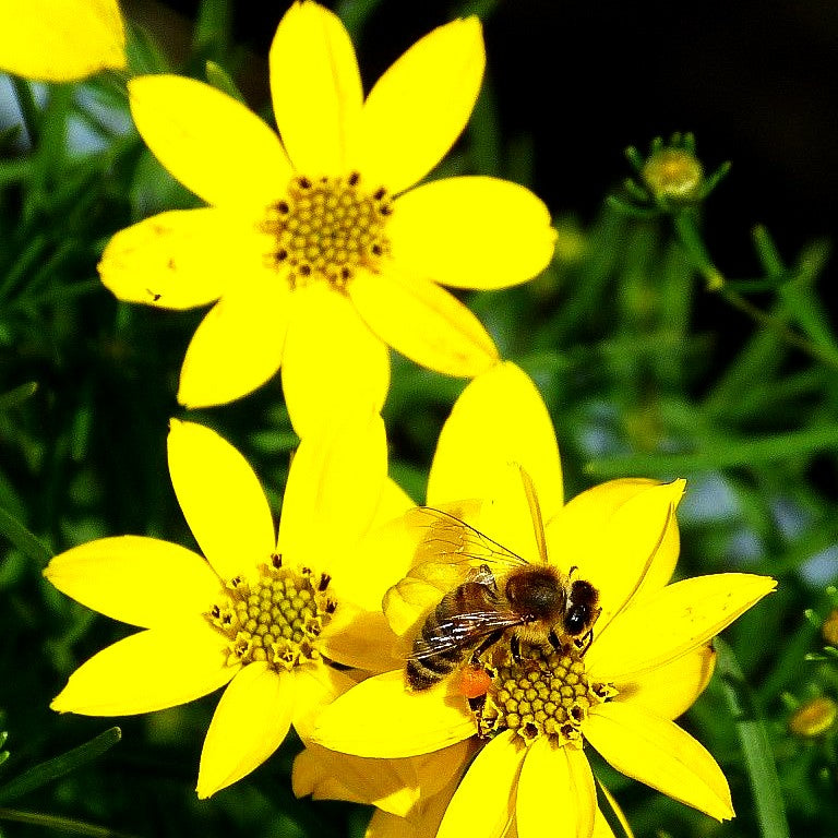 Quirlblättriges Mädchenauge 'Zagreb' (Coreopsis verticillata)