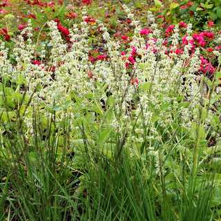 Quirlblütiger Salbei 'Alba' (Salvia verticillata)