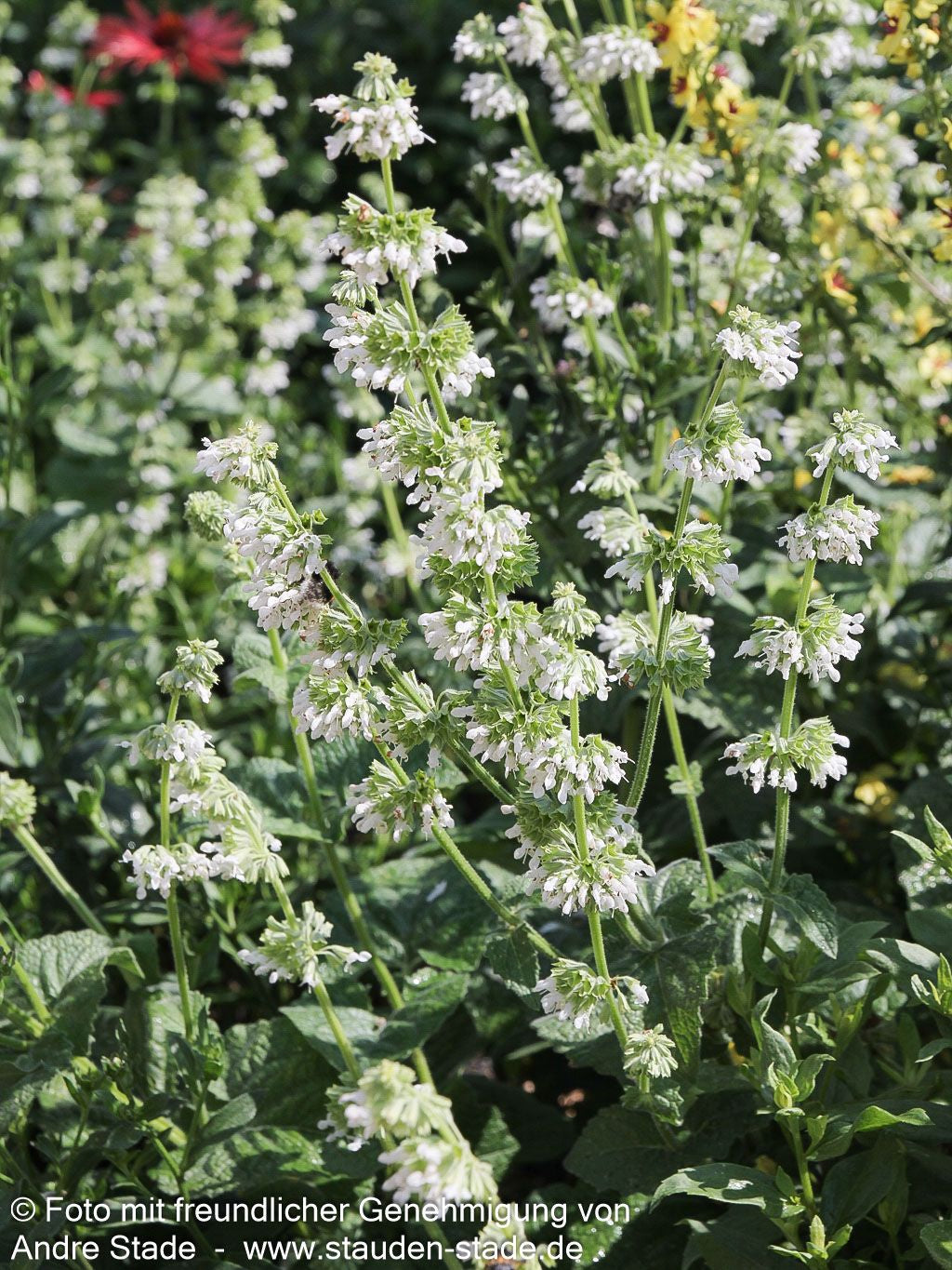 Quirlblütiger Salbei 'Alba' (Salvia verticillata)