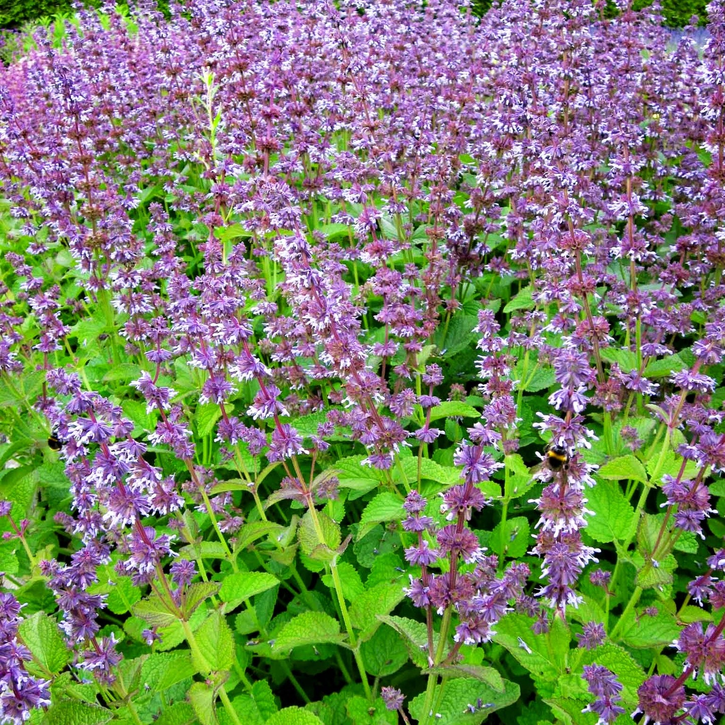 Quirlblütiger Salbei 'Hannay's Blue' (Salvia verticillata)