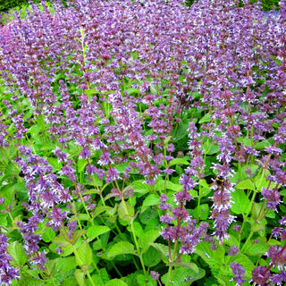Quirlblütiger Salbei 'Hannay's Blue' (Salvia verticillata)