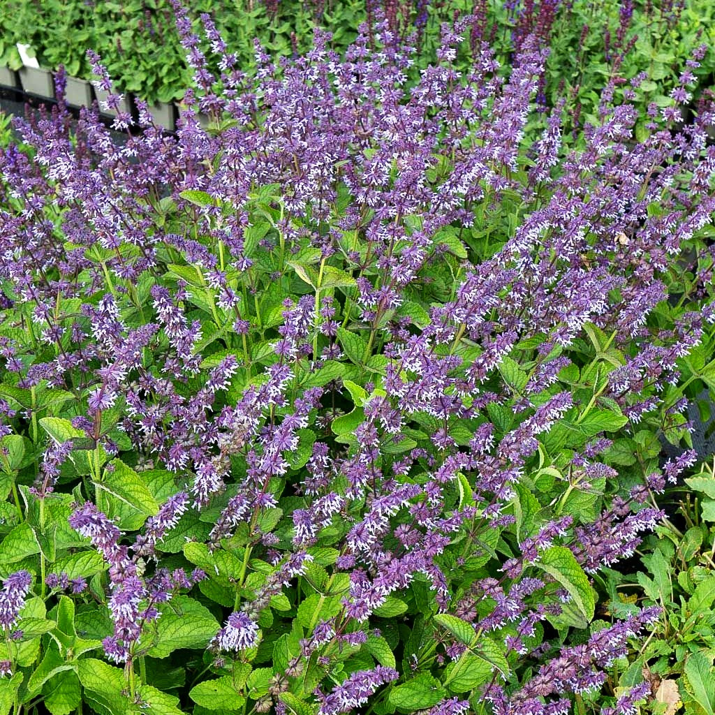 Quirlblütiger Salbei 'Hannay's Blue' (Salvia verticillata)