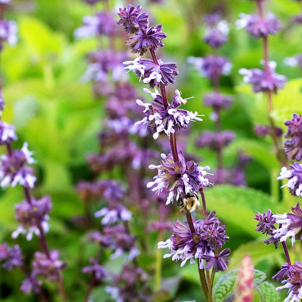 Quirlblütiger Salbei 'Hannay's Blue' (Salvia verticillata)