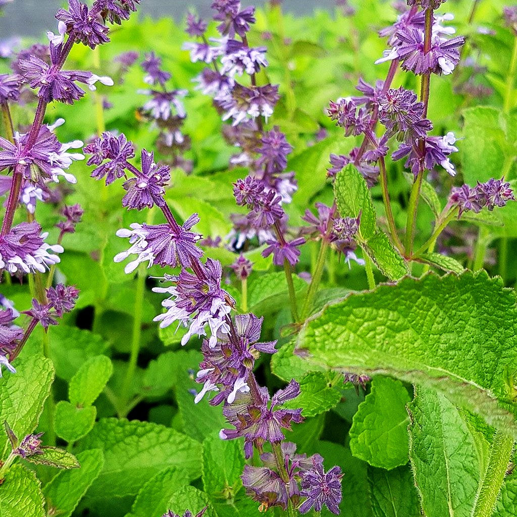 Quirlblütiger Salbei 'Hannay's Blue' (Salvia verticillata)