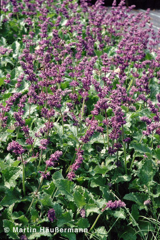 Quirlblütiger Salbei 'Purple Rain' (Salvia verticillata)