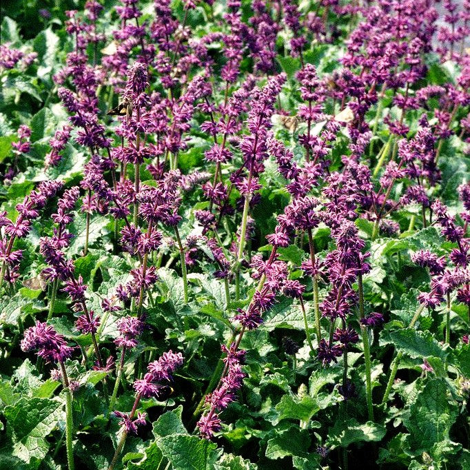 Quirlblütiger Salbei 'Purple Rain' (Salvia verticillata)