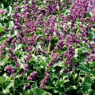 Quirlblütiger Salbei 'Purple Rain' (Salvia verticillata)