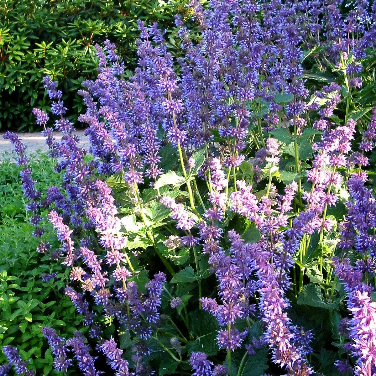 Quirlblütiger Salbei 'Purple Rain' (Salvia verticillata)