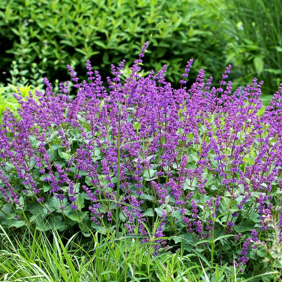 Quirlblütiger Salbei 'Purple Rain' (Salvia verticillata)