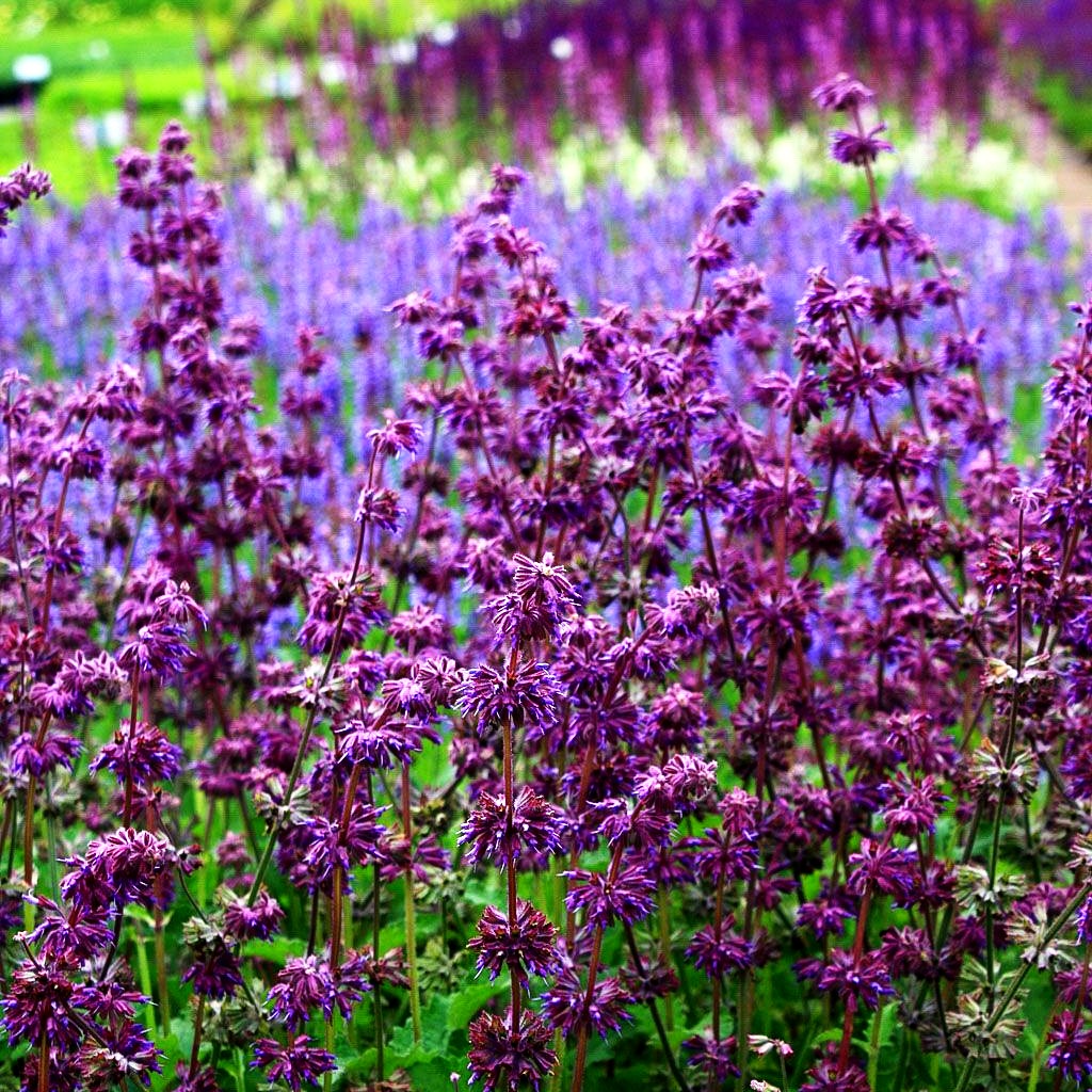 Quirlblütiger Salbei 'Purple Rain' (Salvia verticillata)