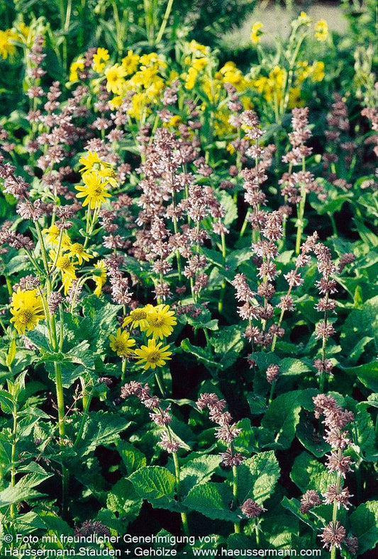 Quirlblütiger Salbei (Salvia verticillata)