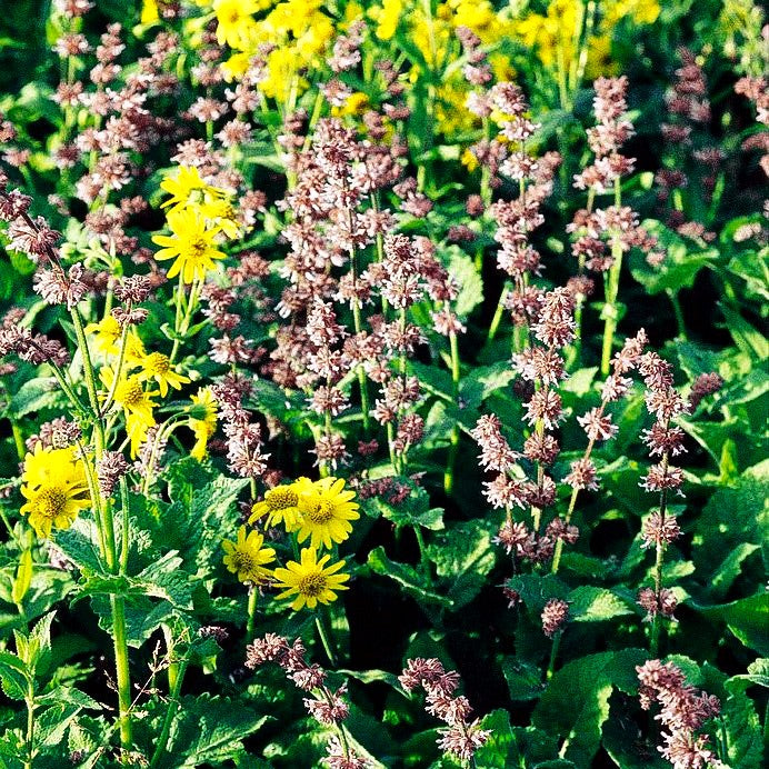 Quirlblütiger Salbei (Salvia verticillata)