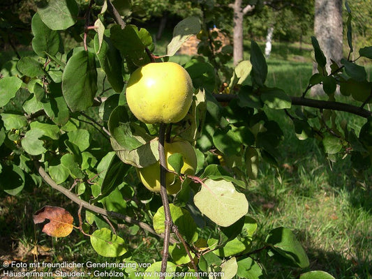Quitte (Cydonia Apfelquitte)