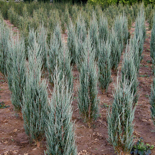 Raketen-Wacholder 'Blue Arrow' (Juniperus scopulorum)