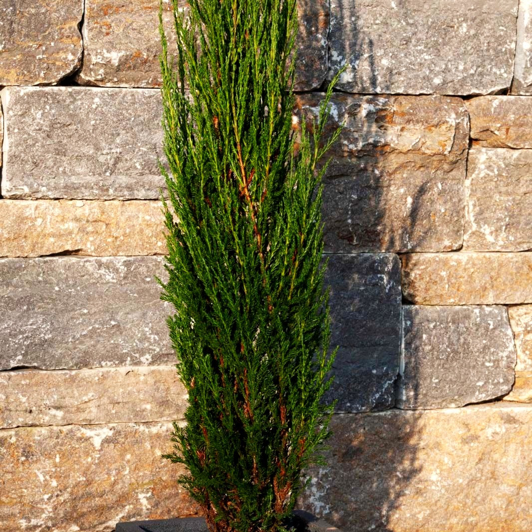 Raketen-Wacholder 'Blue Arrow' (Juniperus scopulorum)