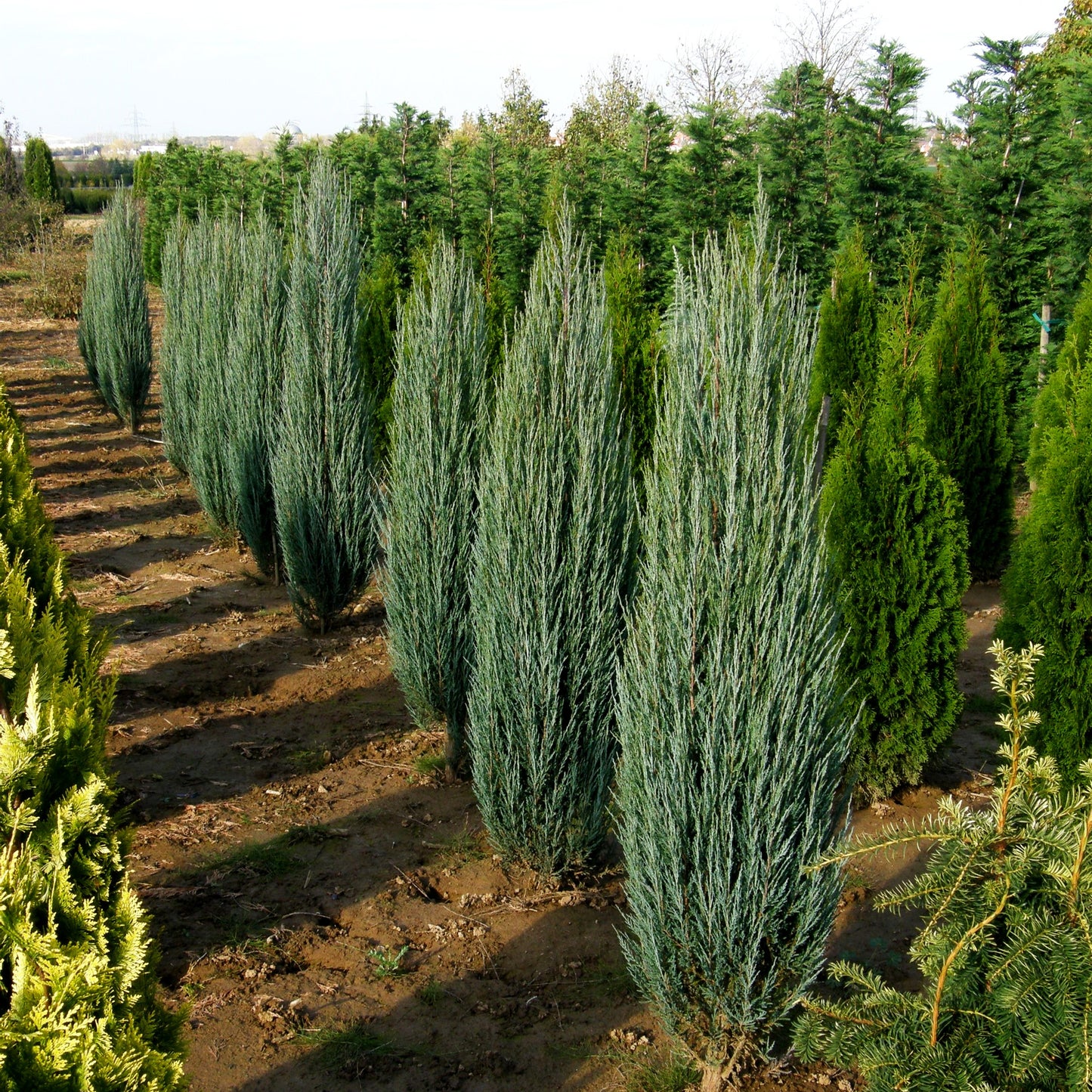 Raketen-Wacholder 'Blue Arrow' (Juniperus scopulorum)