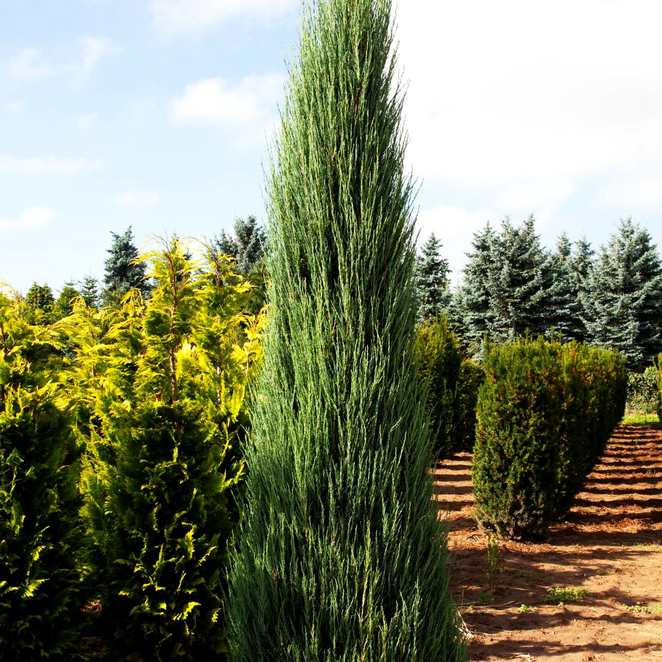 Raketen-Wacholder 'Blue Arrow' (Juniperus scopulorum)