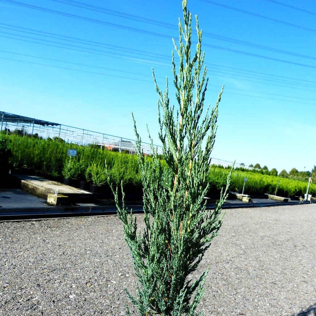 Raketen-Wacholder 'Blue Arrow' (Juniperus scopulorum)