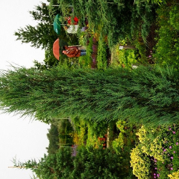 Raketen-Wacholder 'Blue Arrow' (Juniperus scopulorum)