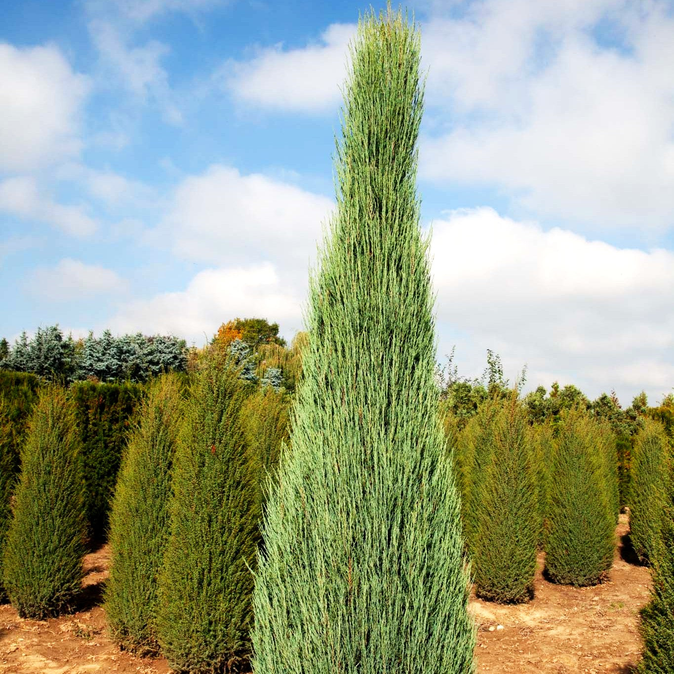 Raketen-Wacholder 'Blue Arrow' (Juniperus scopulorum)