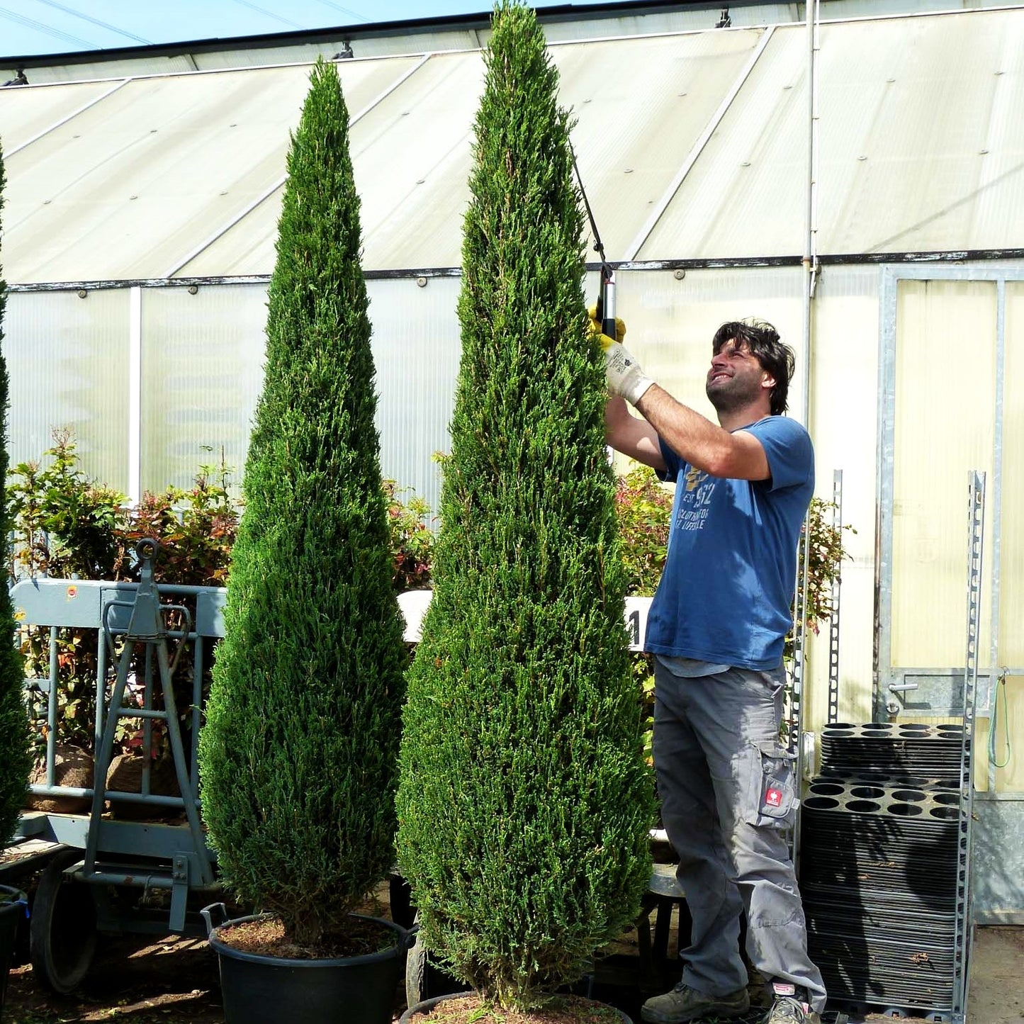 Raketen-Wacholder 'Blue Arrow' (Juniperus scopulorum)