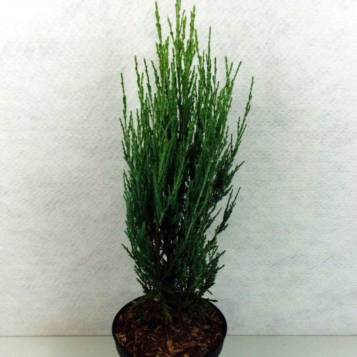 Raketen-Wacholder 'Blue Arrow' (Juniperus scopulorum)