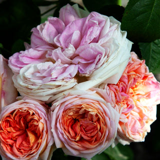 Ramblerrose 'Alchymist' (Rosa KL IV)