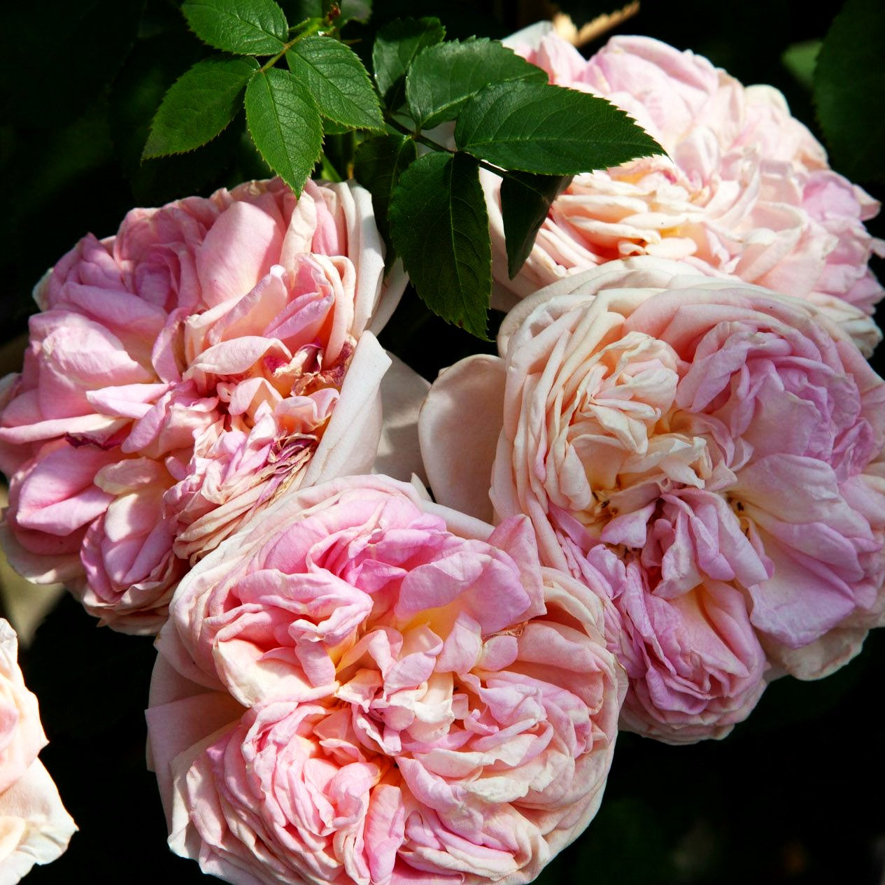 Ramblerrose 'Alchymist' (Rosa KL IV)